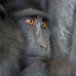 Monkey 140409